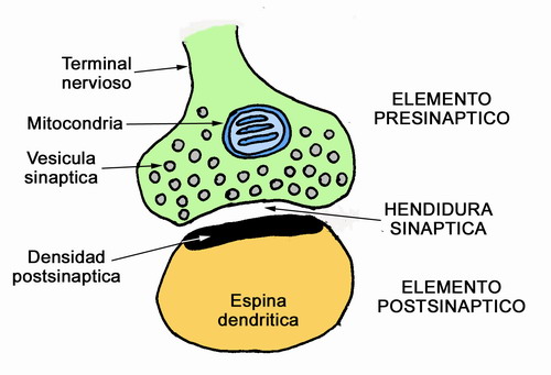 Hendiduras Sinápticas: La Sorprendente Función del Espacio 2 hendiduras sinapticas la sorprendente funcion del espacio