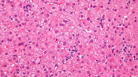HEPATOCITOS: FUNCIONES CLAVE y su RELEVANCIA en el CUERPO 2 hepatocitos funciones clave y su relevancia en el cuerpo