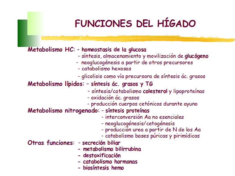 HEPATOCITOS: Qué SON Descubre sus FUNCIONES ESENCIALES 20 hepatocitos que son descubre sus funciones esenciales