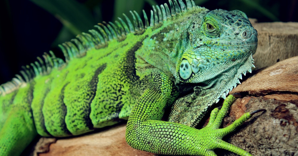 herpetofobia sintomas causas y tratamiento efectivo