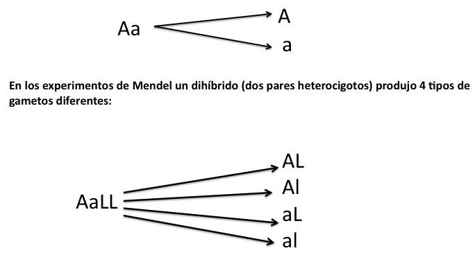 Heterocigoto: qué es y cómo IMPACTA en la REPRODUCCIÓN 2 heterocigoto que es y como impacta en la reproduccion