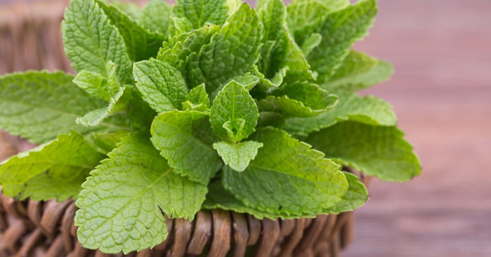 HIERBABUENA: USOS MEDICINALES y Beneficios ESENCIALES 2 hierbabuena usos medicinales y beneficios esenciales