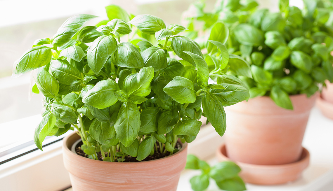 hierbas para la ansiedad 10 plantas que calman tu mente