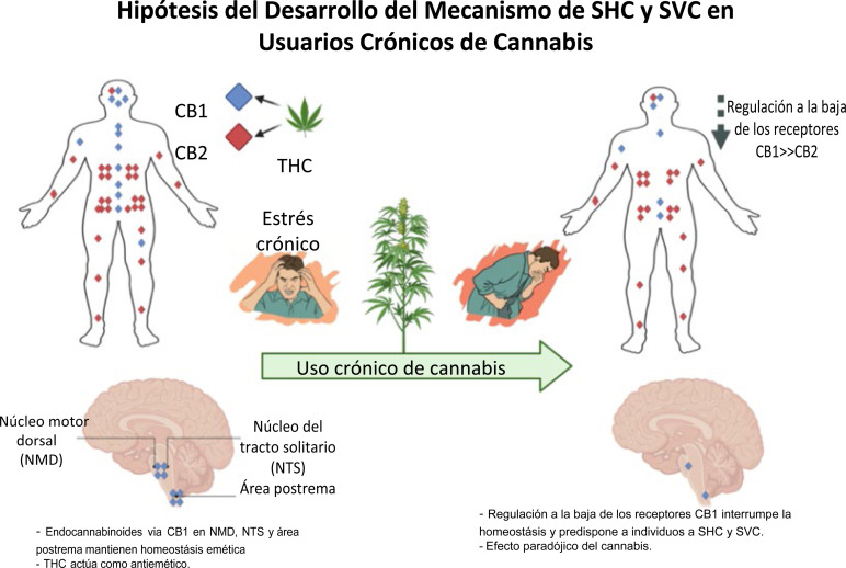 hiperemesis cannabinoide sintomas y tratamientos efectivos
