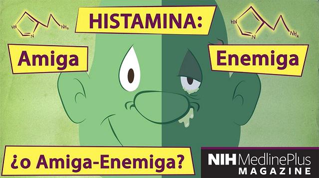 HISTAMINA: DESCUBRE sus FUNCIONES y TRASTORNOS ASOCIADOS 2 histamina descubre sus funciones y trastornos asociados