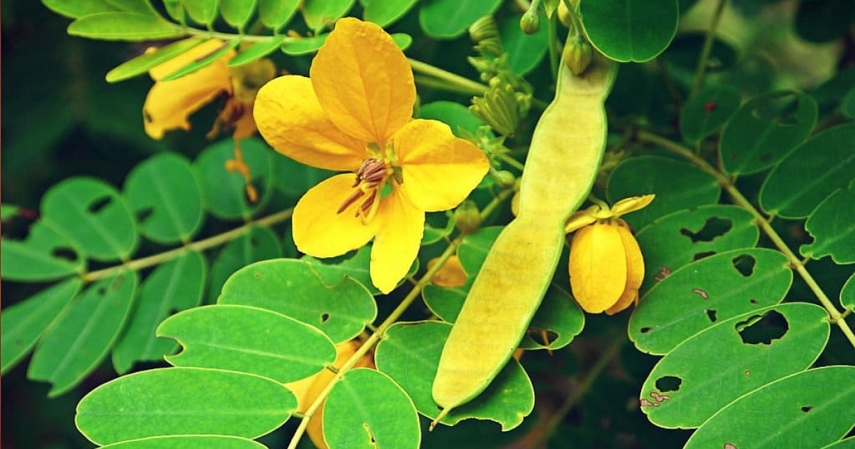 Hojas de SEN: PROPIEDADES y Beneficios para tu Salud 2 hojas de sen propiedades y beneficios para tu salud