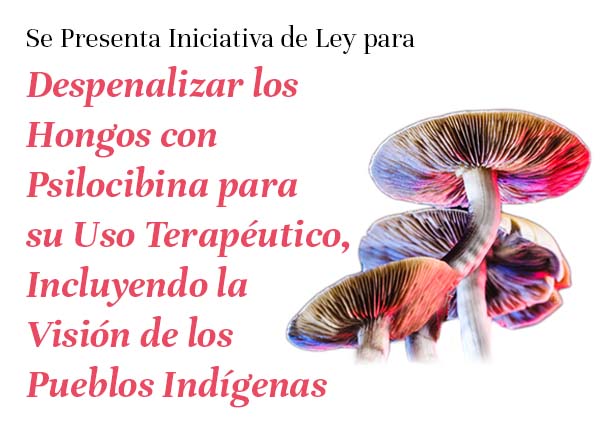 HONGOS PSICODÉLICOS: Efectos y DATO CLAVE de la PSILOCIBINA 14 hongos psicodelicos efectos y dato clave de la psilocibina