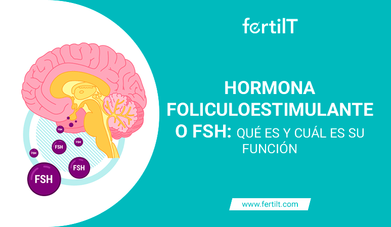 hormona foliculoestimulante en mujeres funciones y efectos
