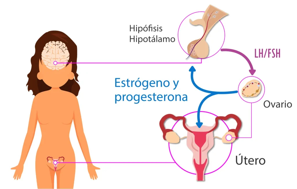 HORMONA FOLICULOESTIMULANTE: IMPACTO en tu CUERPO y SALUD 2 hormona foliculoestimulante impacto en tu cuerpo y salud