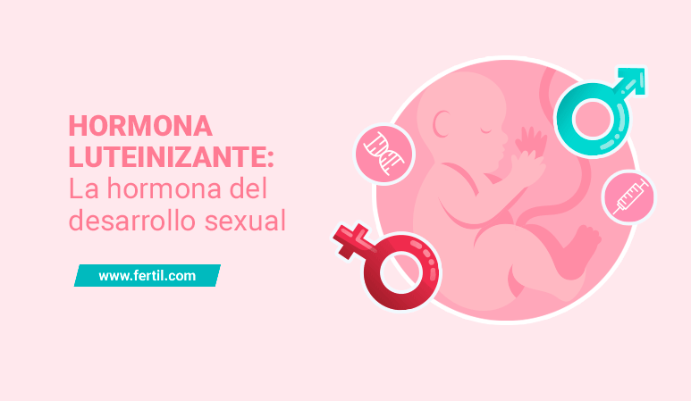 HORMONA LUTEINIZANTE: FUNCIONES y IMPORTANCIA en el EMBARAZO 2 hormona luteinizante funciones y importancia en el embarazo