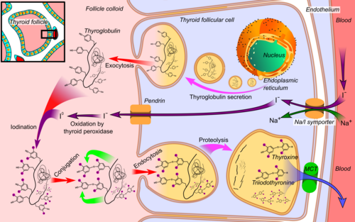 Hormona TIROIDEA: TIPOS y FUNCIONES ESENCIALES en el CUERPO 2 hormona tiroidea tipos y funciones esenciales en el cuerpo