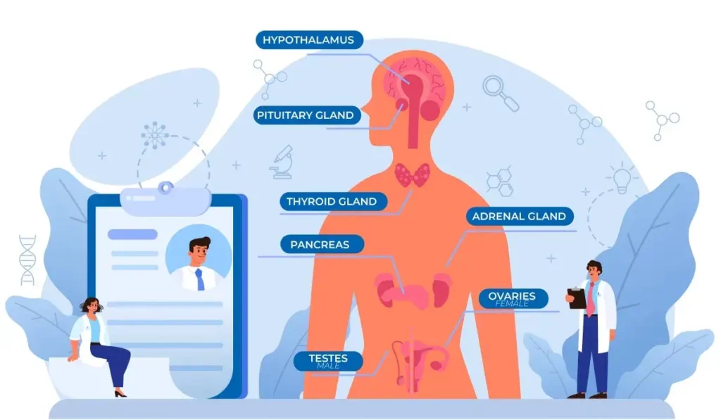 hormonas tipos y funciones clave en el cuerpo humano