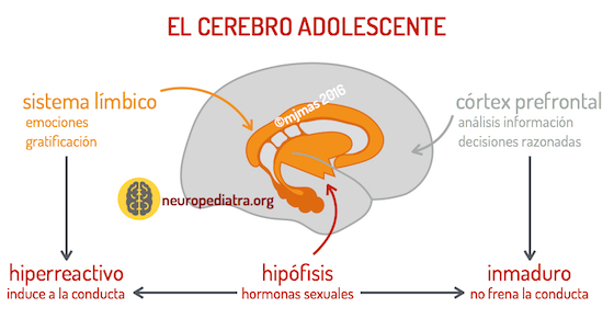 Hormonas vs. Neurotransmisores: Claves para Comprenderlos 2 hormonas vs neurotransmisores claves para comprenderlos