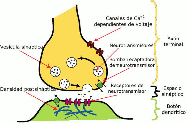 hormonas y neurotransmisores descubre sus claves