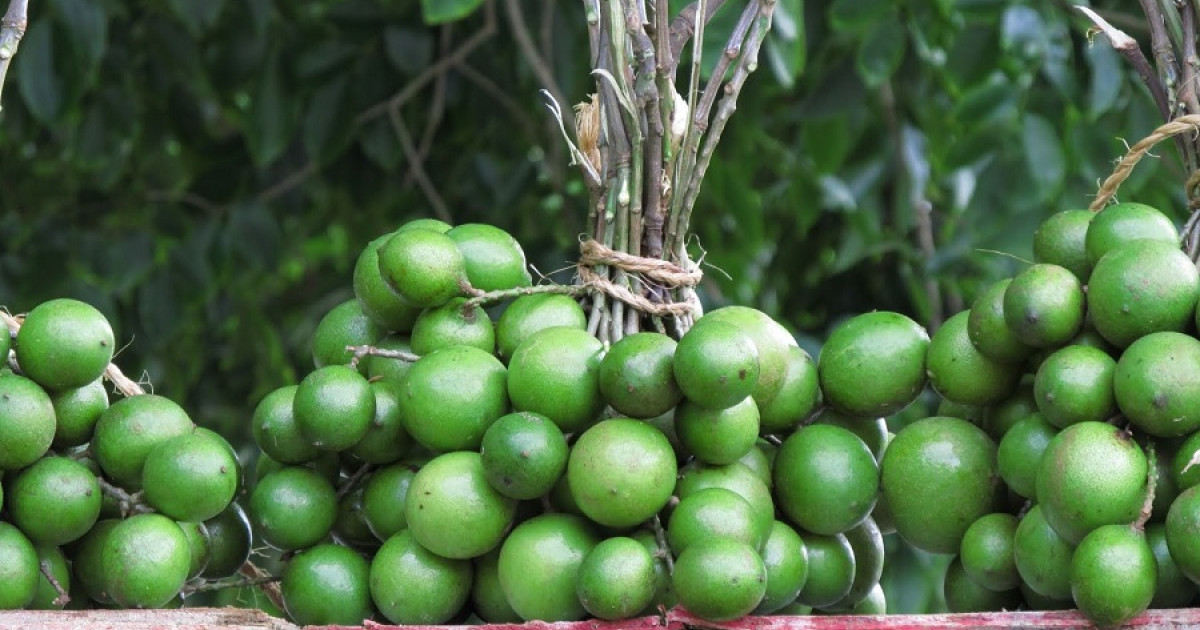Huaya: Características y BENEFICIOS de la GUAYA FRUTA 2 huaya caracteristicas y beneficios de la guaya fruta