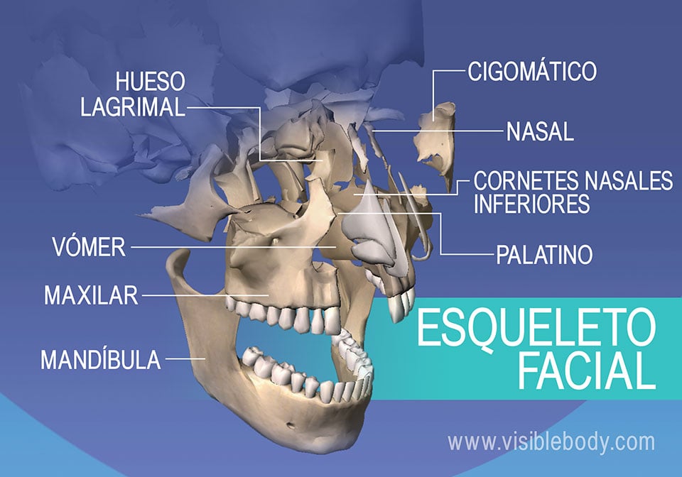 HUESOS DE LA CARA: TIPOS y UBICACIÓN de los 14 HUESOS 2 huesos de la cara tipos y ubicacion de los 14 huesos