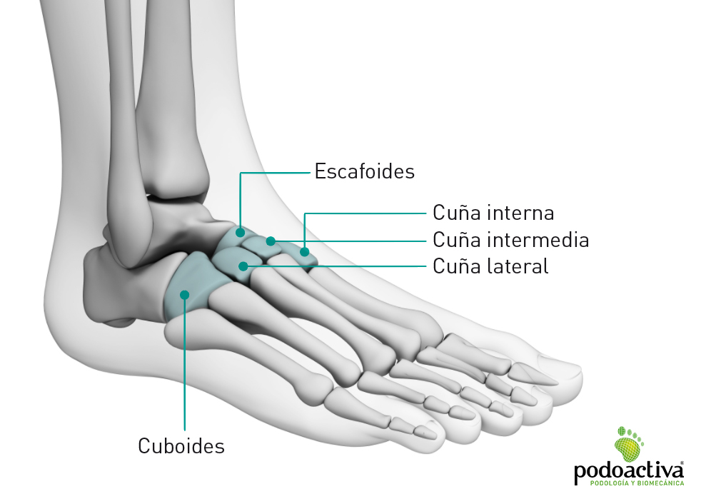 HUESOS del PIE HUMANO: CUÁNTOS tiene - ANATOMÍA EXPLICADA 2 huesos del pie humano cuantos tiene anatomia