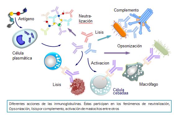Inmunoglobulinas: QUÉ SON, TIPOS y FUNCIONES ESENCIALES 16 inmunoglobulinas que son tipos y funciones esenciales