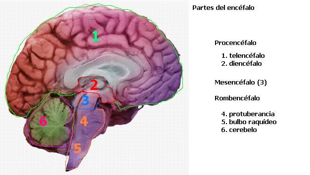 ÍNSULA CEREBRAL: ANATOMÍA y FUNCIONES ESENCIALES explicadas 2 insula cerebral anatomia y funciones esenciales