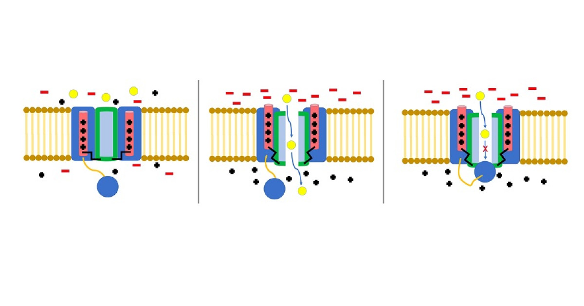 Ion Channels: Tipos, Funciones y su Impacto en Madrid 2 ion channels tipos funciones y su impacto en madrid