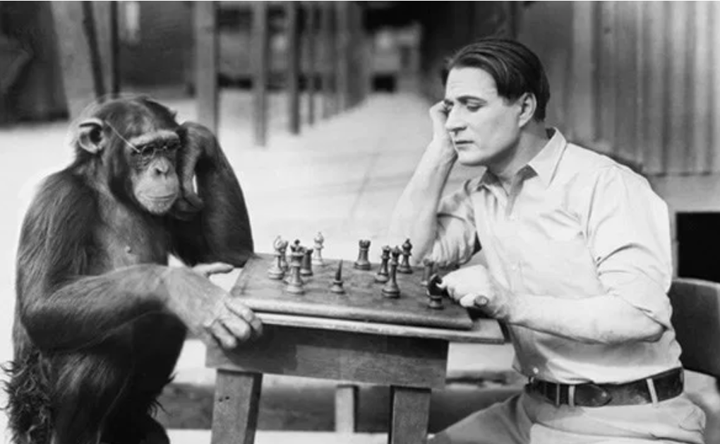 KÖHLER Y LOS CHIMPANCÉS - Descubre su INTELIGENCIA ÚNICA 2 kohler y los chimpances descubre su inteligencia unica