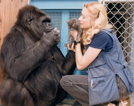 KOKO: La Gorila Inteligente y su Conmovedora Historia 2 koko la gorila inteligente y su conmovedora historia