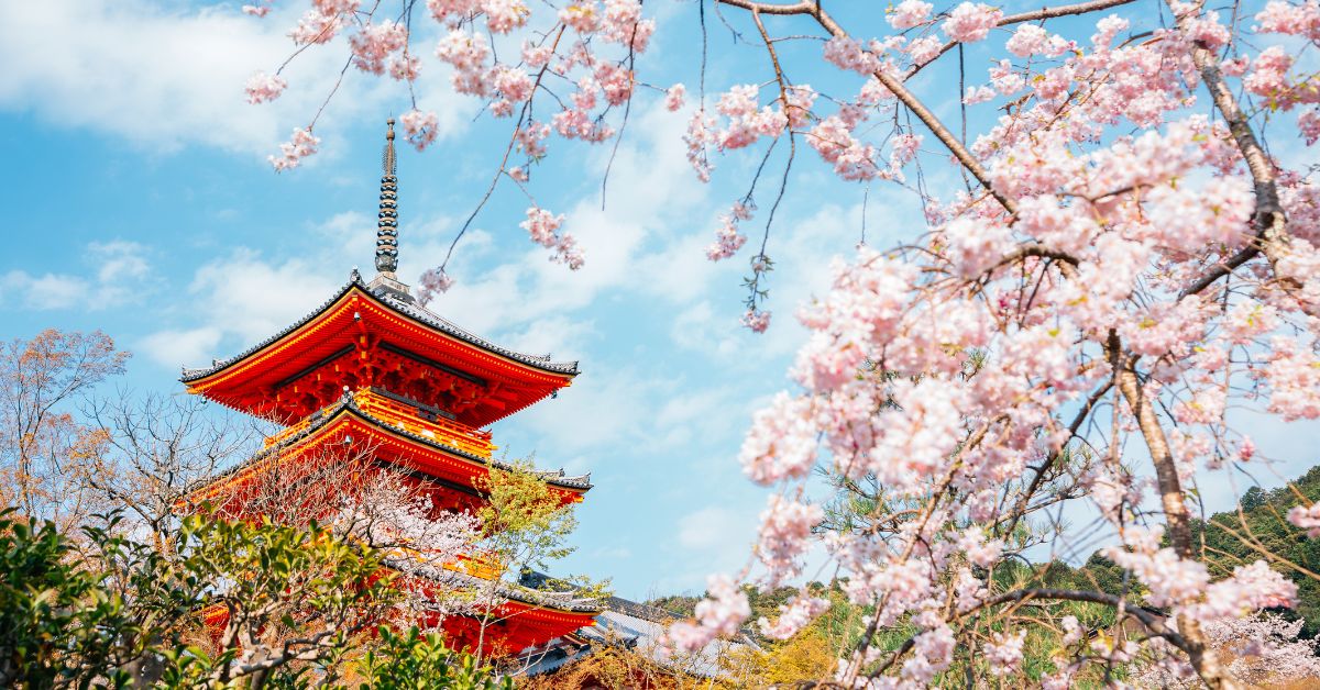 La FLOR más HERMOSA del MUNDO - Descubre su MAGIA Japonés 2 la flor mas hermosa del mundo descubre su magia japones