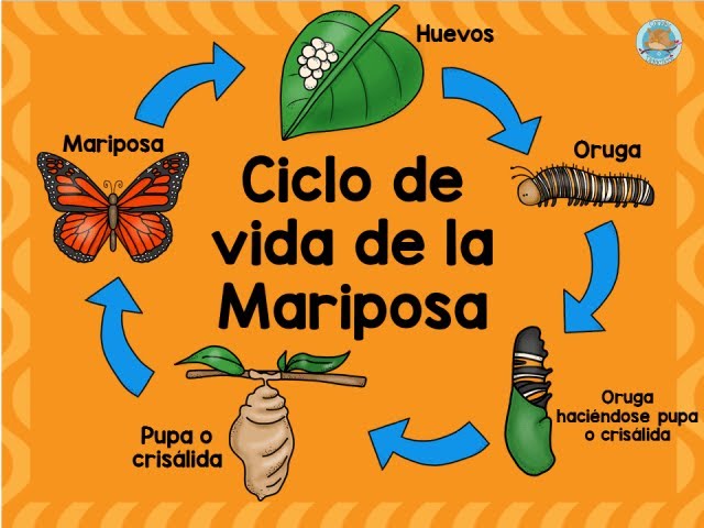 La METAMORFOSIS de la MARIPOSA - Cuento de TRANSFORMACIÓN 38 la metamorfosis de la mariposa cuento de transformacion