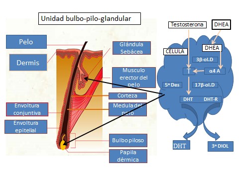 Lanugo: Importancia del VELLO en ANOREXIA y su Función 2 lanugo importancia del vello en anorexia y su funcion