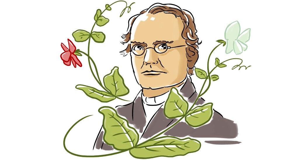 Las 3 LEYES de MENDEL - Descubre su IMPACTO en los GENES 2 las 3 leyes de mendel descubre su impacto en los genes