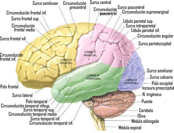 LAS MENINGES: ESTRUCTURA y FUNCIÓN Reveladas - ¡Descúbrelas! 2 las meninges estructura y funcion reveladas descubrelas