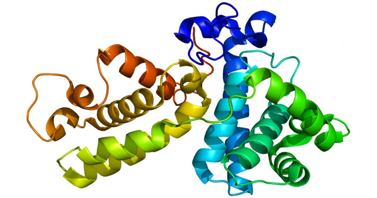 Las PROTEÍNAS: Qué SON y sus CARACTERÍSTICAS CLAVE 2 las proteinas que son y sus caracteristicas clave