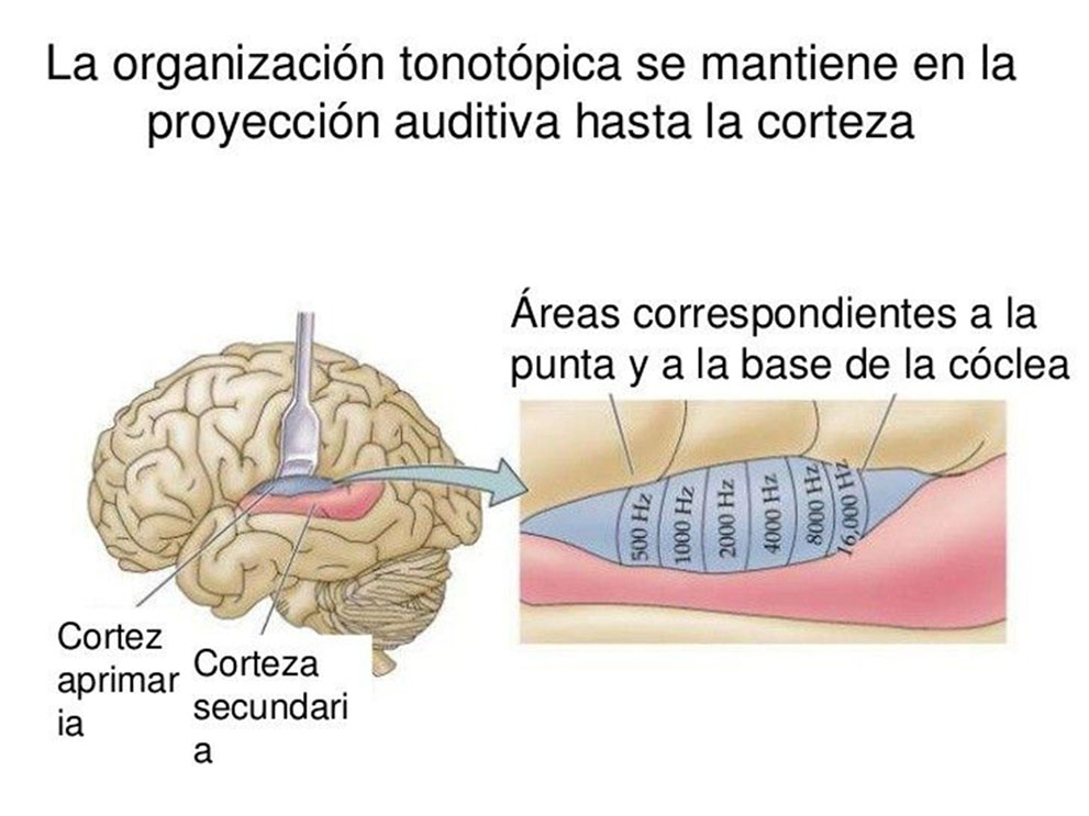 LATERALIZACIÓN CEREBRAL: Entiende las EMOCIONES y su IMPACTO 12 lateralizacion cerebral entiende las emociones y su impacto