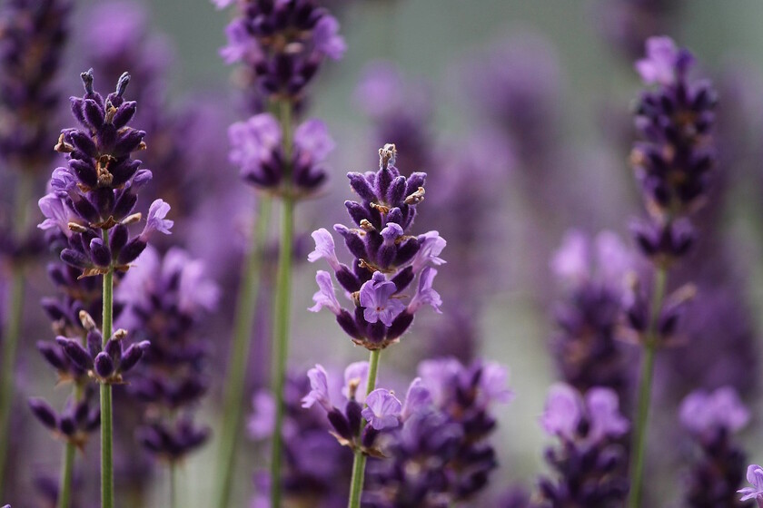 lavanda 10 beneficios esenciales para tu bienestar diario