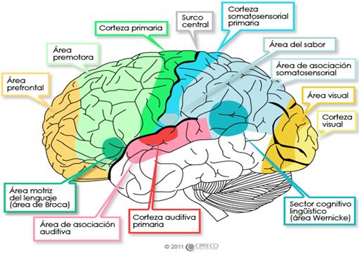 Lenguaje y CEREBRO: Áreas Esenciales para la COMUNICACIÓN 2 lenguaje y cerebro areas esenciales para la comunicacion