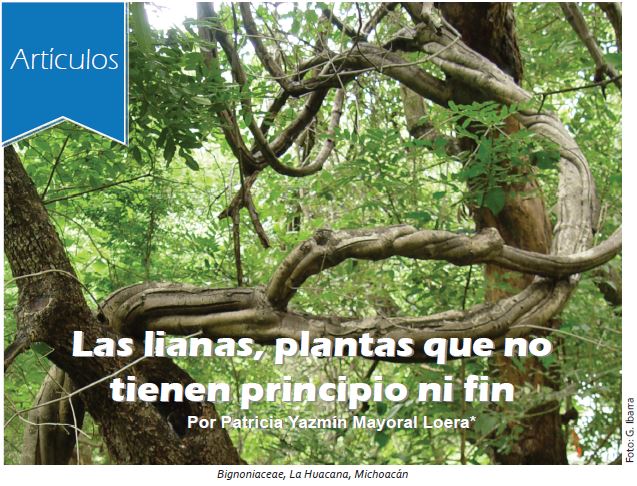 lianas que significan y como influyen en ecologia