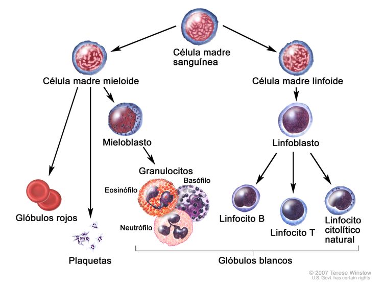Linfoblastos: Descubre SUS CARACTERÍSTICAS y FUNCIONES CLAVE 2 linfoblastos descubre sus caracteristicas y funciones clave