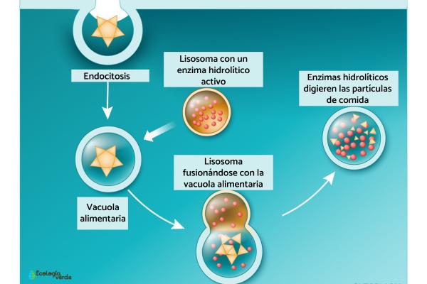 LISOSOMAS en la CÉLULA: ESTRUCTURA y FUNCIONES CLAVE 2 lisosomas en la celula estructura y funciones clave