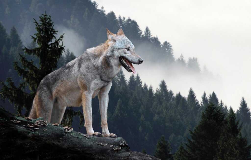 Lobo Alfa en Yellowstone: La MATRIARCA de los BOSQUES 2 lobo alfa en yellowstone la matriarca de los bosques