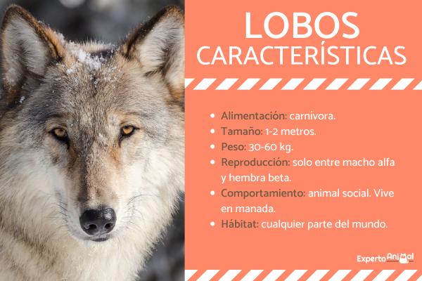 Lobo: CARACTERÍSTICAS y PERSONALIDAD que Debes CONOCER 35 lobo caracteristicas y personalidad que debes conocer