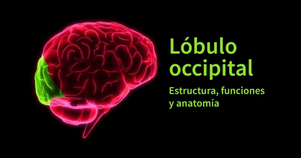 Lóbulo Occipital: FUNCIONES CLAVE en la VISIÓN y PERCEPCIÓN 2 lobulo occipital funciones clave en la vision y percepcion
