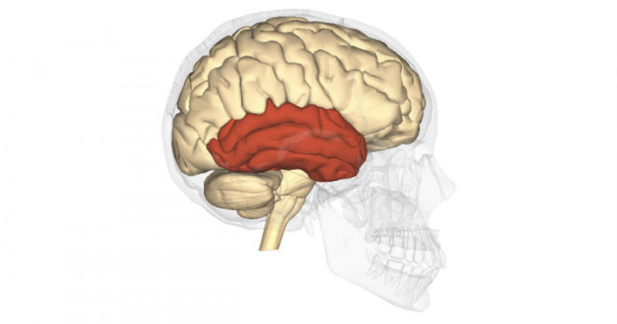 Lóbulo Temporal: FUNCIONES, LESIONES y MÁS sobre el CEREBRO 2 lobulo temporal funciones lesiones y mas sobre el cerebro