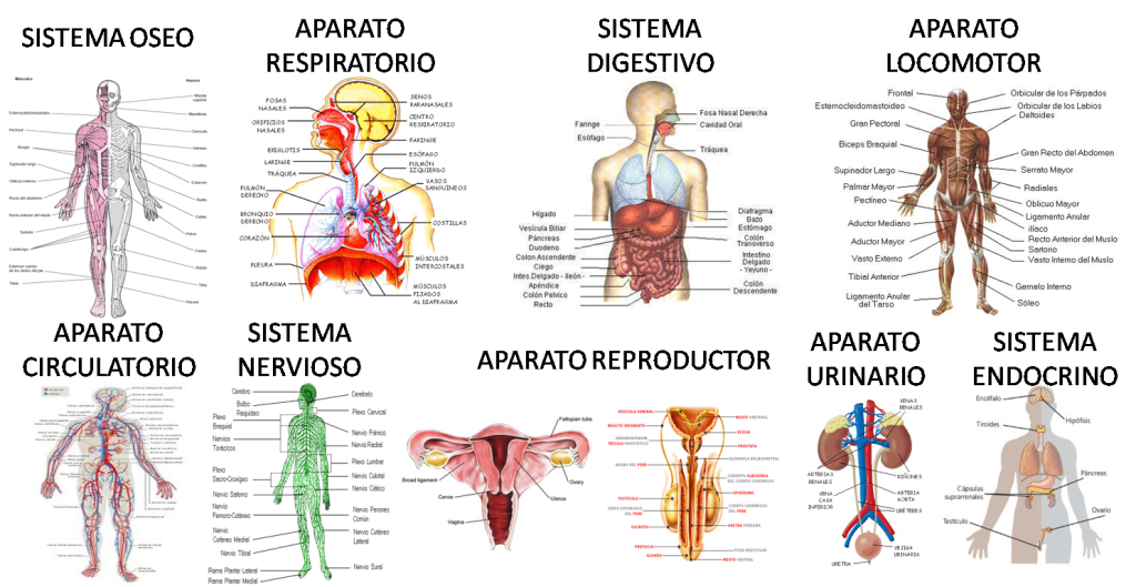los 12 sistemas del cuerpo humano descubre su funcion