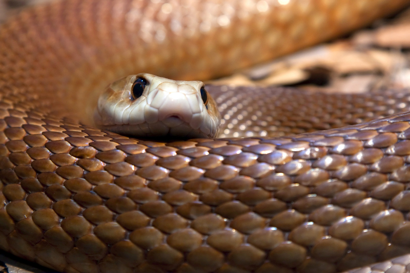 los 13 animales mas peligrosos del mundo descubrelos