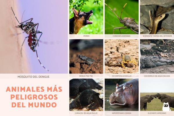 Los ANIMALES más VENENOSOS del MUNDO - ¡Descubre los 15! 2 los animales mas venenosos del mundo descubre los 15
