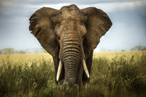 Los CIEGOS y el ELEFANTE - Cuento para VALORAR Opiniones 2 los ciegos y el elefante cuento para valorar opiniones