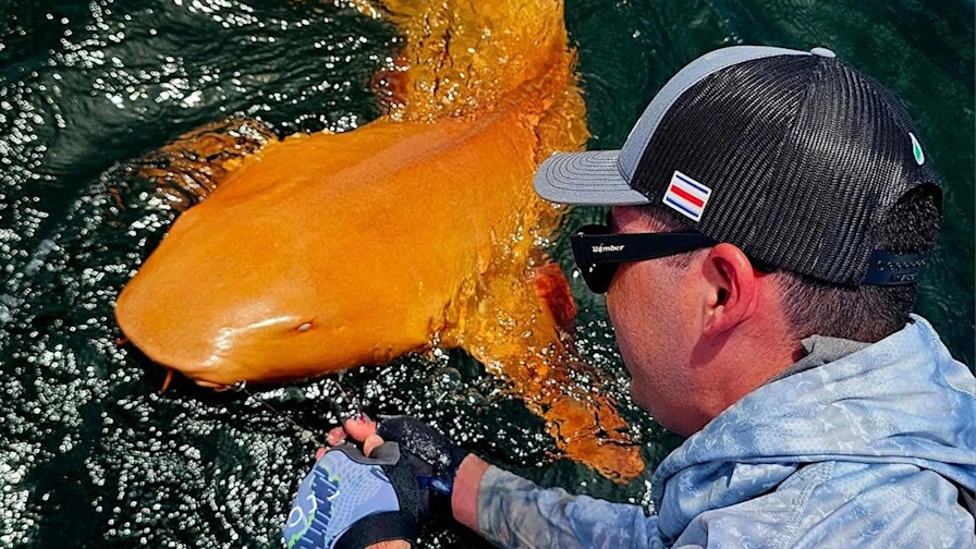 Lucio: Descubre el SÍNDROME y su IMPACTO en la PESCA 2 lucio descubre el sindrome y su impacto en la pesca