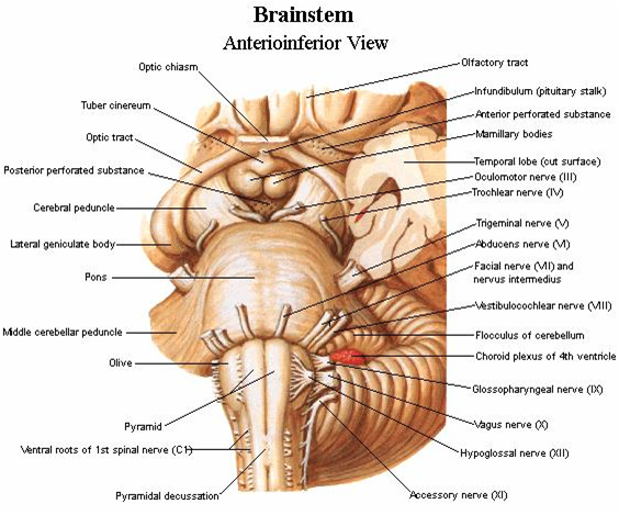 mamillary bodies funciones clave y trastornos en madrid