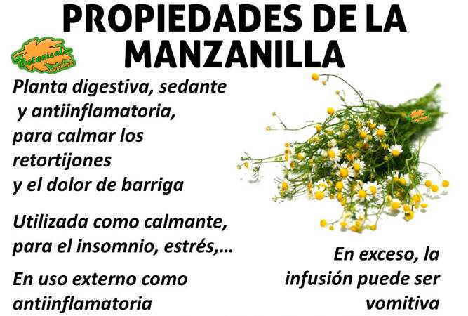 manzanilla propiedades medicinales y beneficios esenciales