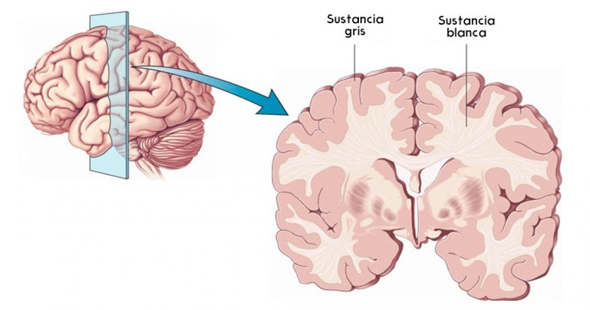 MATERIA GRIS del CEREBRO: ESTRUCTURA y FUNCIONES ESENCIALES 2 materia gris del cerebro estructura y funciones esenciales